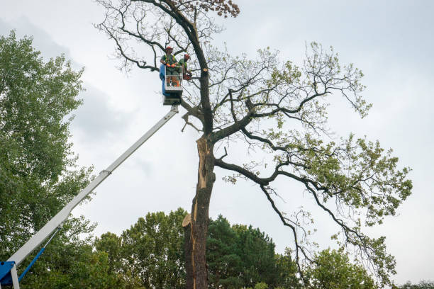 Lawn Renovation and Restoration in Belvedere, SC